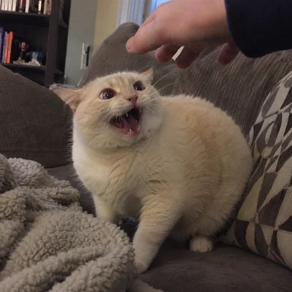 고양이 사진 696