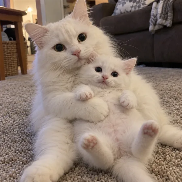 고양이 사진 532