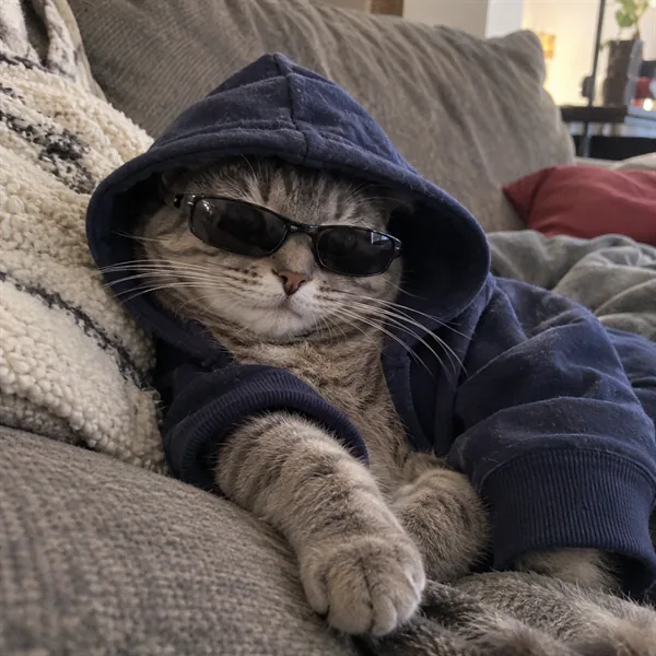 고양이 사진 319