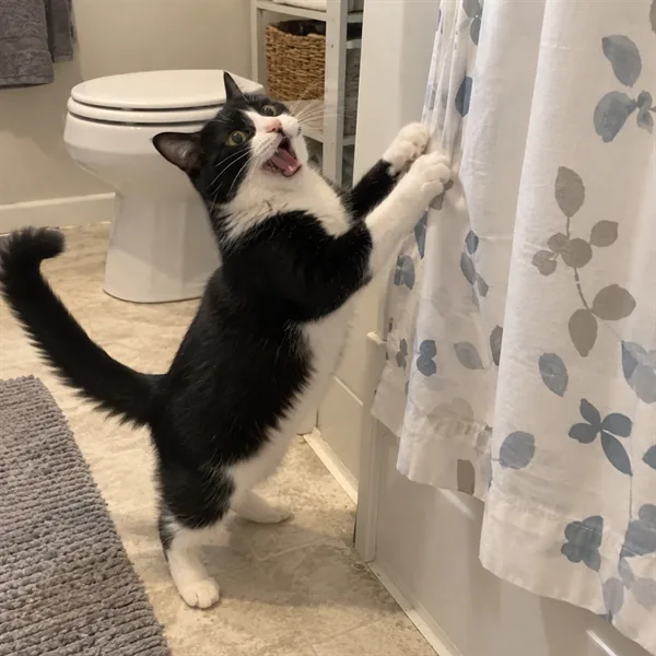 고양이 사진 127