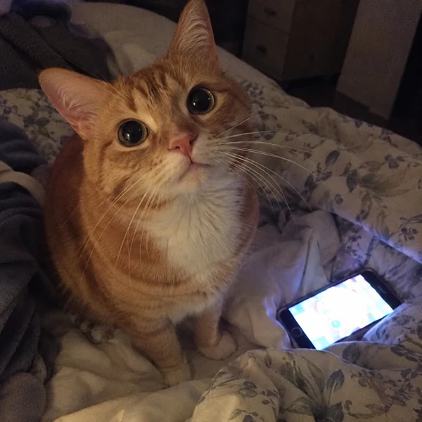 고양이 사진 678