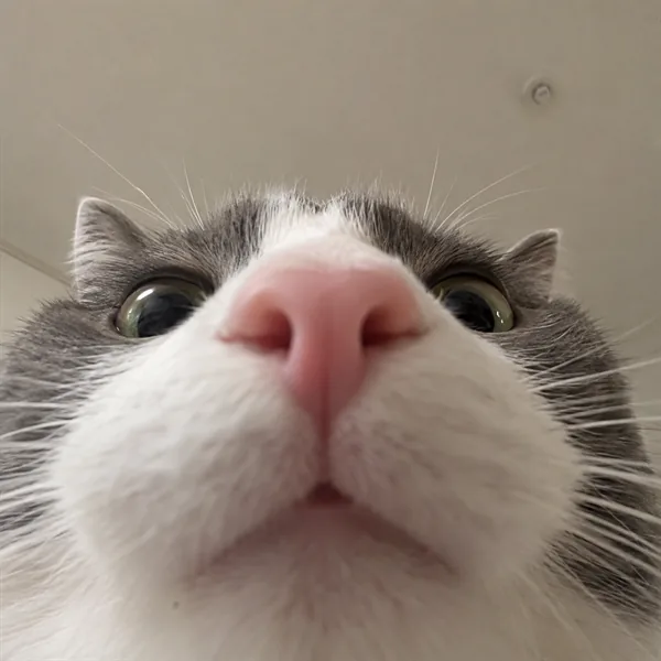 고양이 사진 194