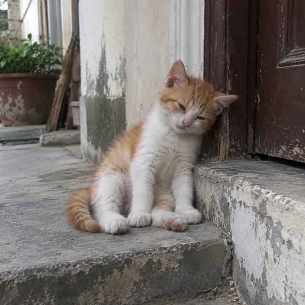 고양이 사진 665