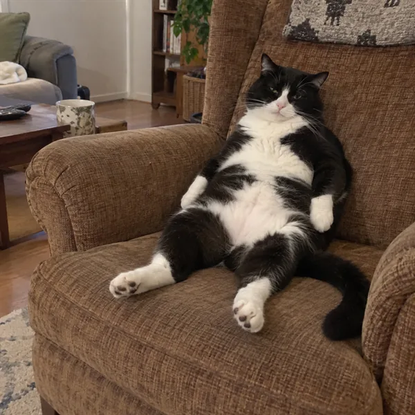 고양이 사진 017