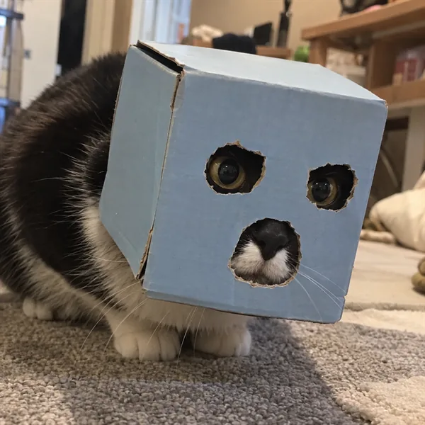 고양이 사진 044