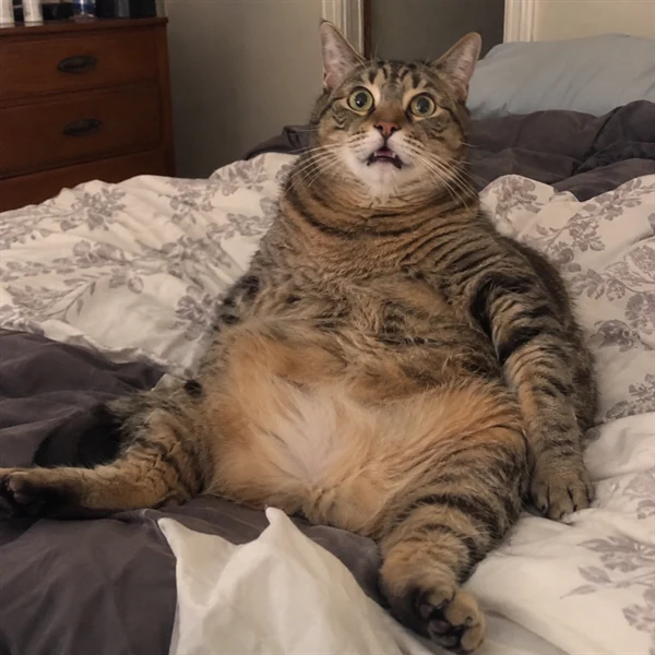 고양이 사진 681
