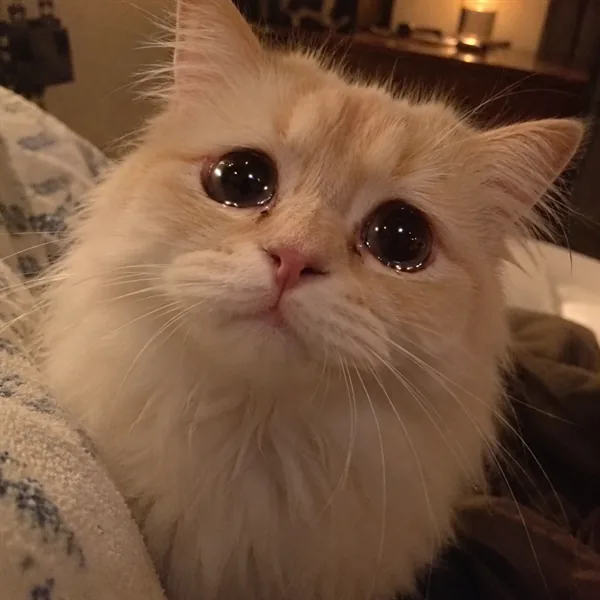 고양이 사진 378