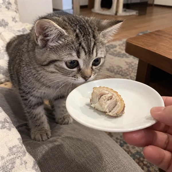 고양이 사진 316