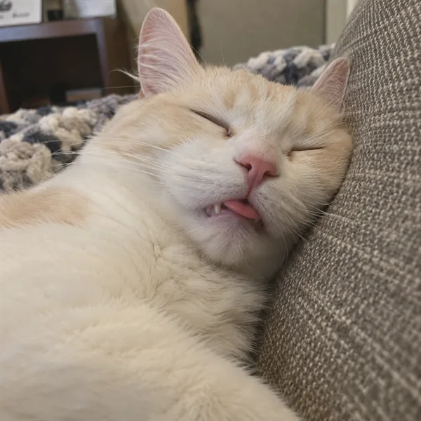 고양이 사진 365