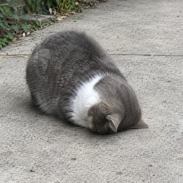 고양이 사진 680