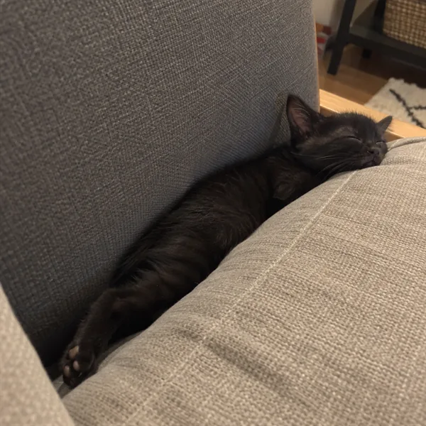 고양이 사진 069