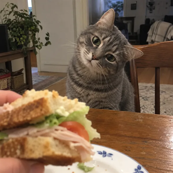 고양이 사진 263