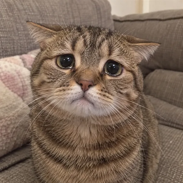 고양이 사진 110