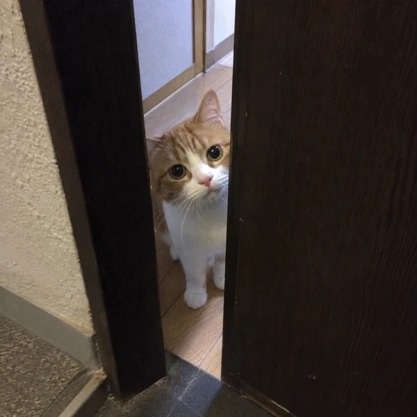고양이 사진 570