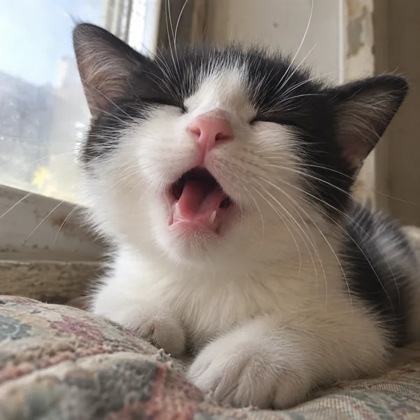 고양이 사진 041