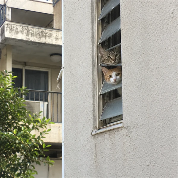고양이 사진 628