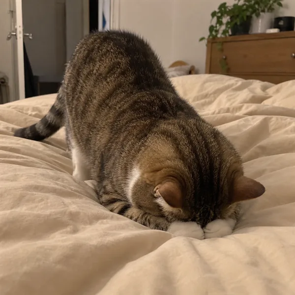 고양이 사진 297