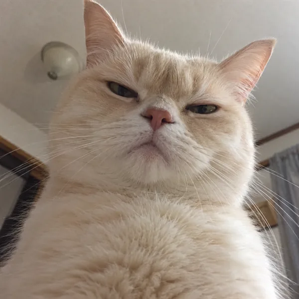 고양이 사진 370