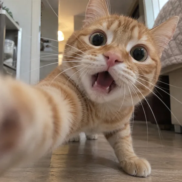 고양이 사진 449