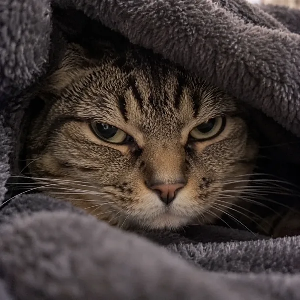 고양이 사진 406