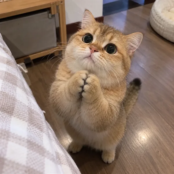 고양이 사진 325