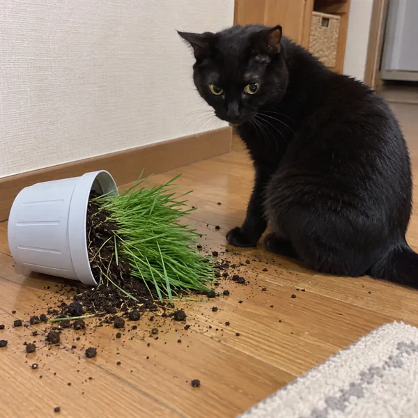 고양이 사진 207