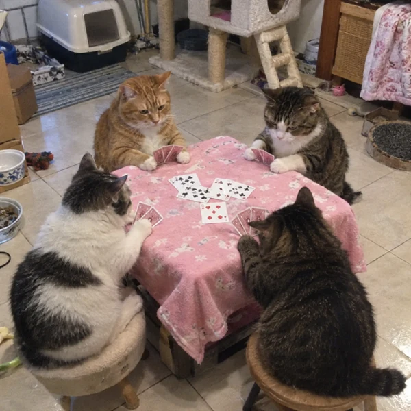 고양이 사진 568