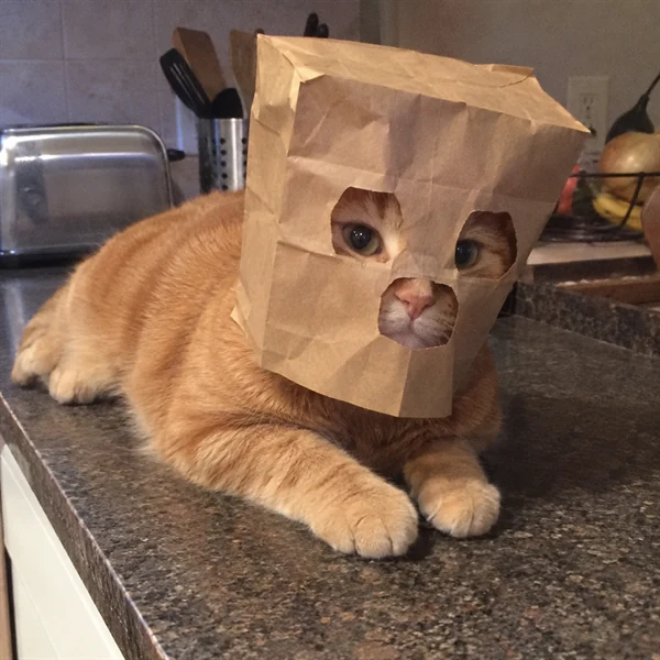 고양이 사진 596