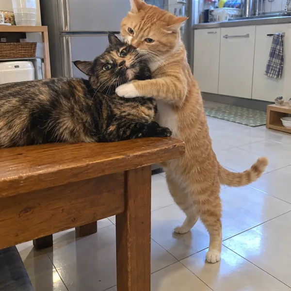 고양이 사진 500