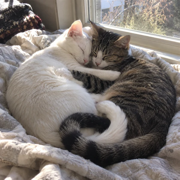 고양이 사진 647