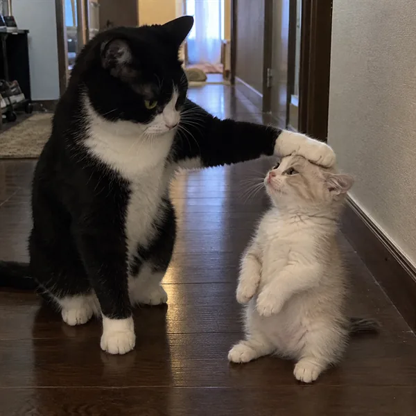 고양이 사진 499