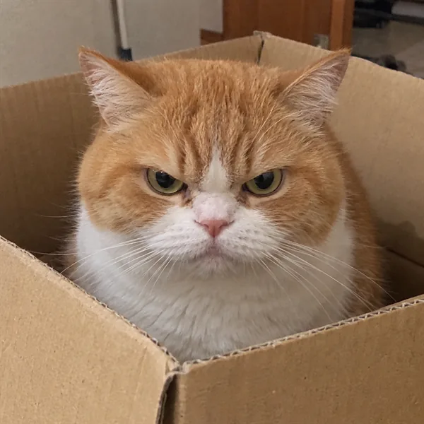 고양이 사진 268