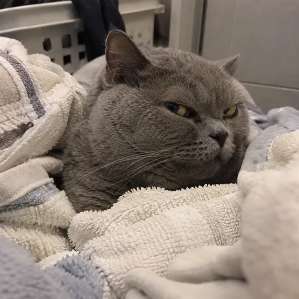 고양이 사진 040