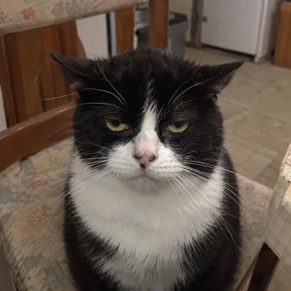 고양이 사진 028