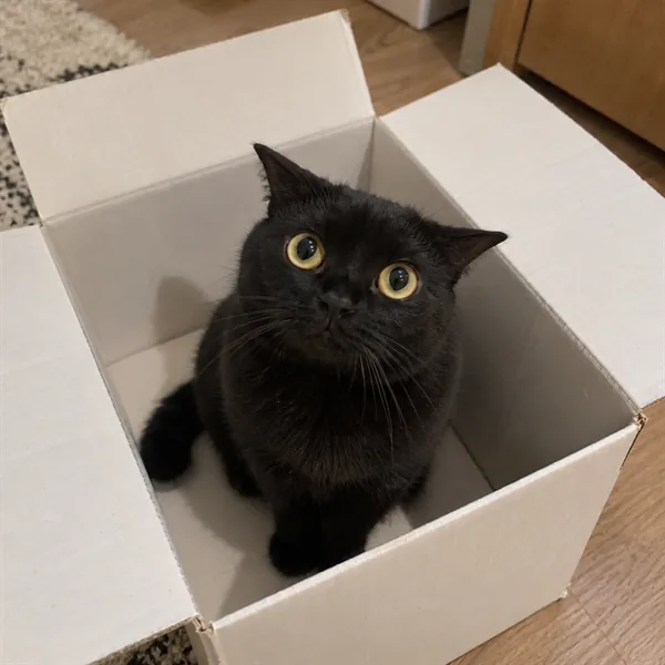 고양이 사진 306