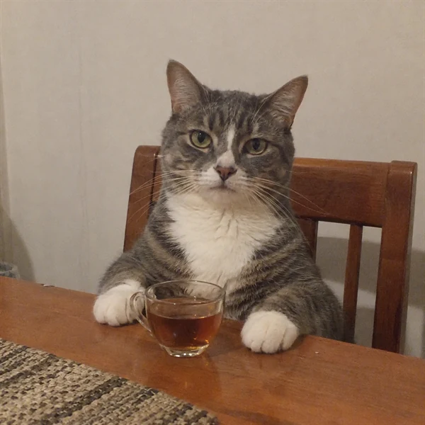 고양이 사진 711