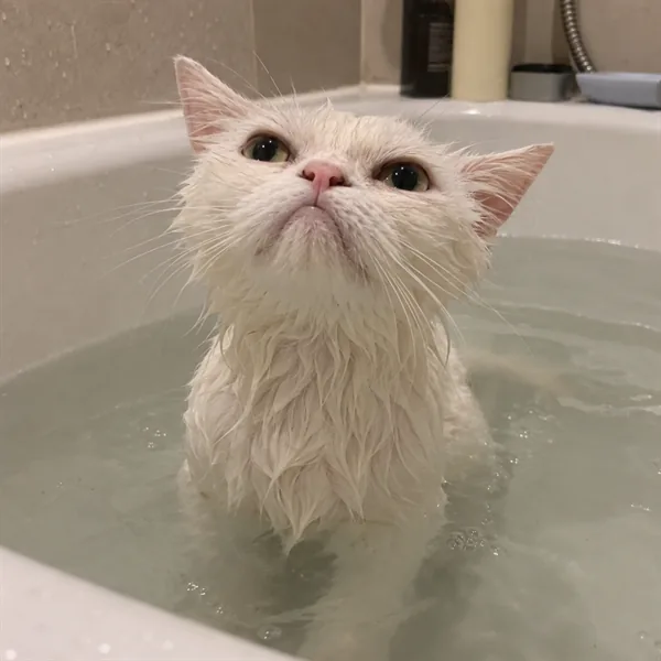 고양이 사진 353
