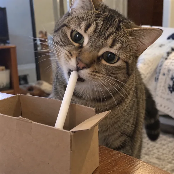 고양이 사진 315