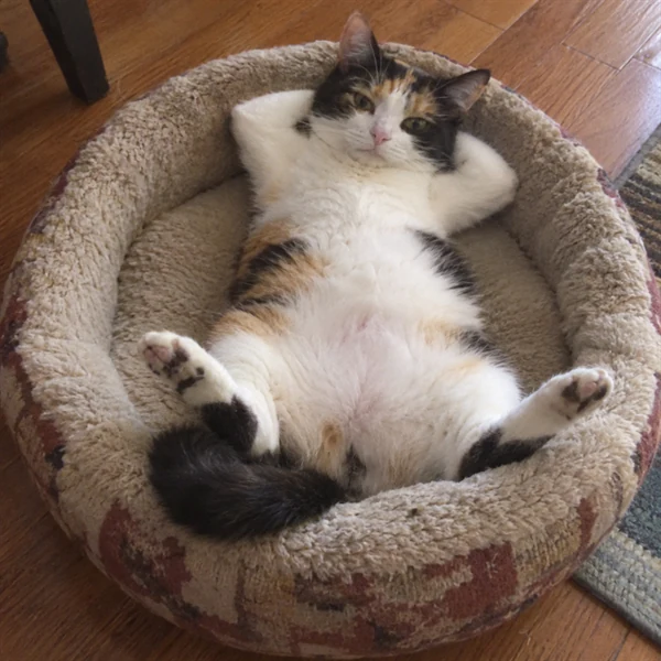고양이 사진 610