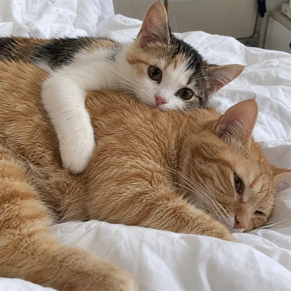 고양이 사진 523