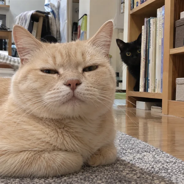 고양이 사진 062