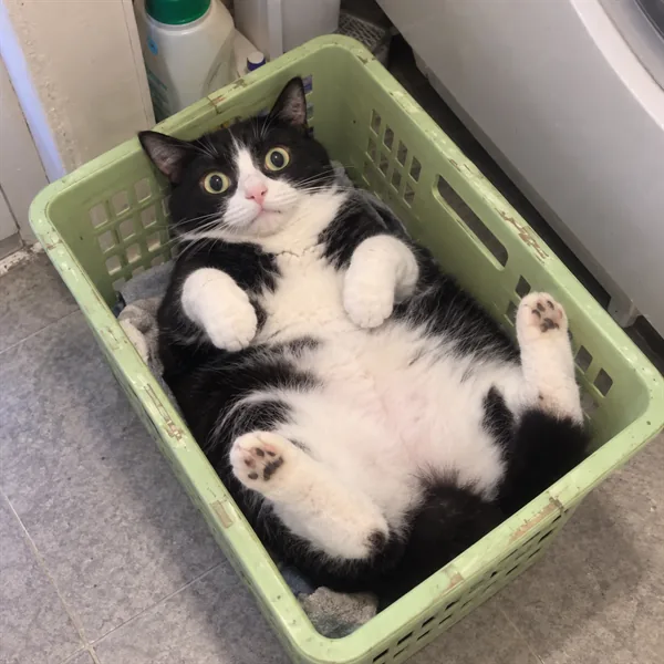 고양이 사진 020