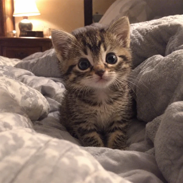 고양이 사진 671