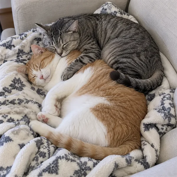 고양이 사진 502