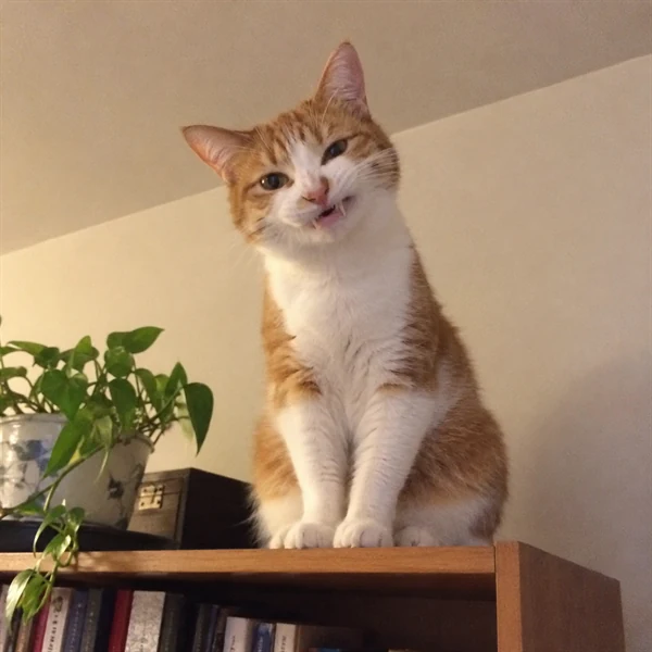 고양이 사진 615