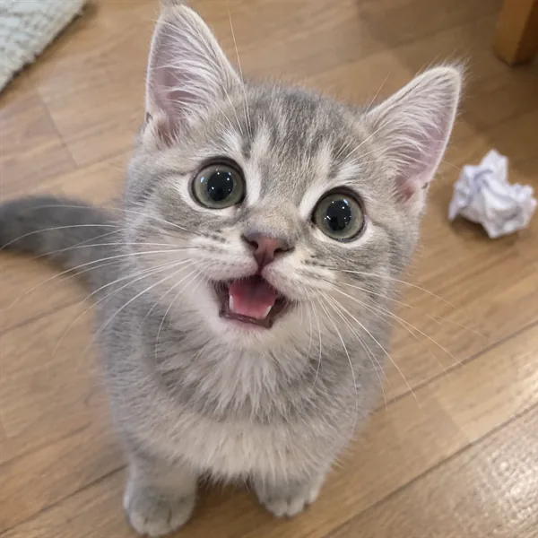 고양이 사진 026