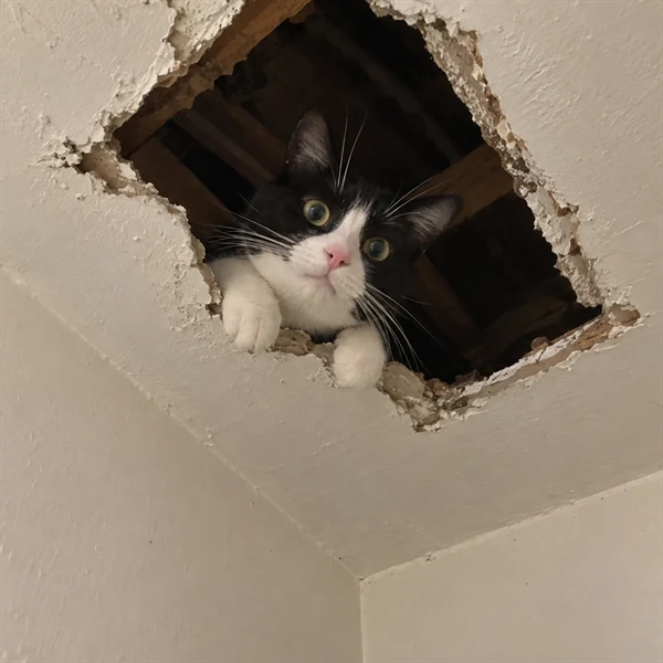 고양이 사진 548