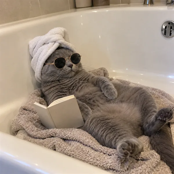 고양이 사진 137