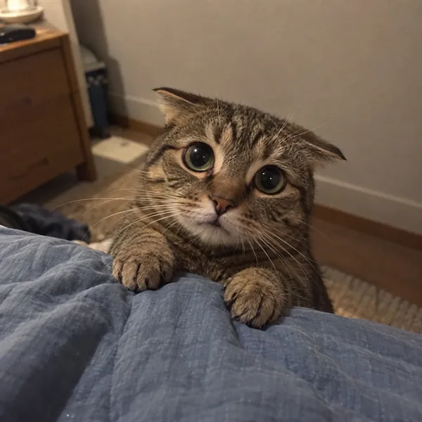 고양이 사진 019