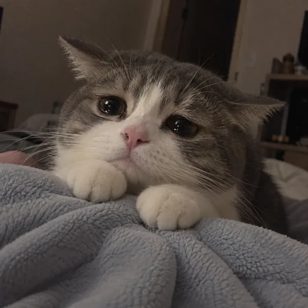 고양이 사진 164